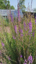 Load and play video in Gallery viewer, Purple Toadflax, 1g
