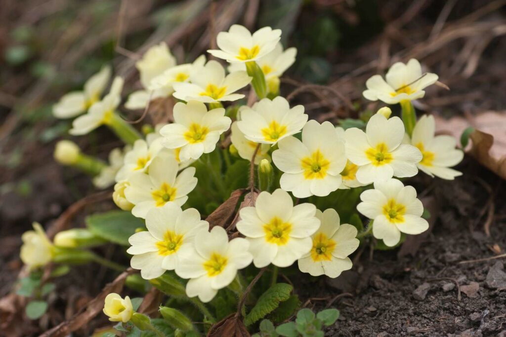 Wild Primrose ( primula Vulgaris ) plug plants - Goren Farm Seeds