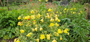 Evening Primrose, 2g - Goren Farm Seeds