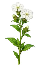 Load image into Gallery viewer, Night flowering catchfly 1g - Goren Farm Seeds
