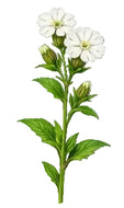 Night flowering catchfly 1g - Goren Farm Seeds