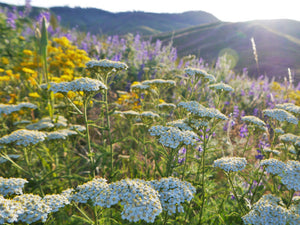 common Yarrow (Achillea millefolium) plug plants - Goren Farm Seeds