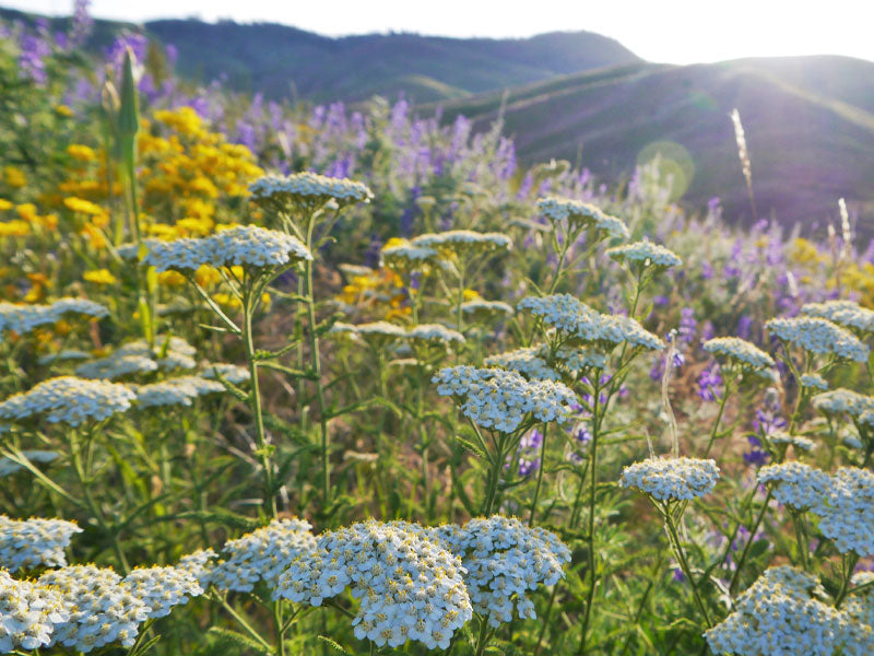 common Yarrow (Achillea millefolium) plug plants - Goren Farm Seeds