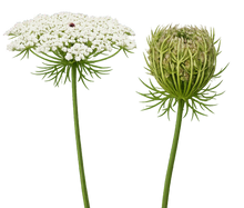 Load image into Gallery viewer, Wild Carrot - 5g - Goren Farm Seeds
