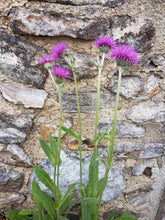 Load image into Gallery viewer, Common Knapweed - 6g - Goren Farm Seeds

