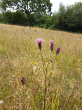 Load image into Gallery viewer, Sawwort. - 0.5g - Goren Farm Seeds
