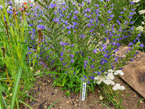 Viper's bugloss - 6g - Goren Farm Seeds