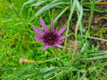 Load image into Gallery viewer, Goats Beard (salsify) purple - 4g - Goren Farm Seeds
