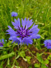 Load image into Gallery viewer, Cornflower - 8g - Goren Farm Seeds

