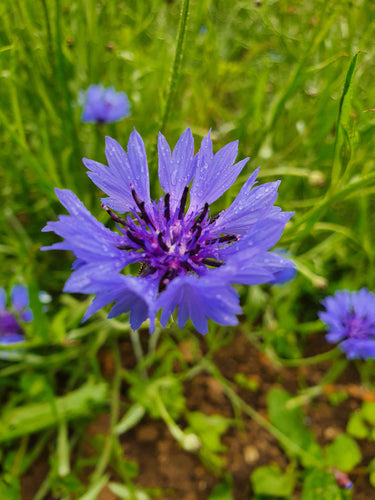 Cornflower - 8g - Goren Farm Seeds