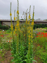 Load image into Gallery viewer, Dark mullien - Goren Farm Seeds
