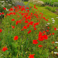 Corn Poppy - 5g - Goren Farm Seeds