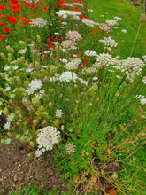 Load image into Gallery viewer, Wild Carrot - 8g - Goren Farm Seeds
