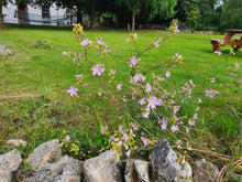 Load image into Gallery viewer, Musk Mallow - 5g - Goren Farm Seeds
