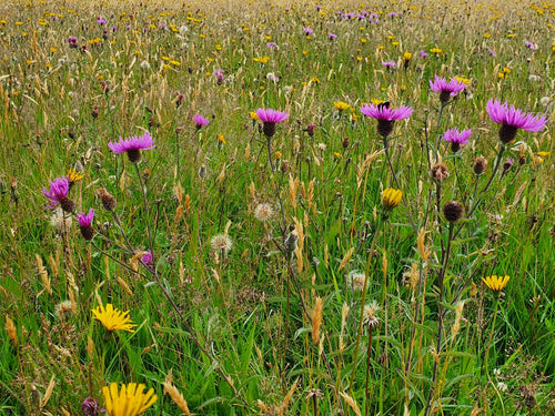 Common Knapweed - 6g - Goren Farm Seeds