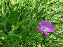 Load image into Gallery viewer, Corncockle - 10g - Goren Farm Seeds
