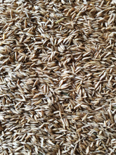 Load image into Gallery viewer, Smooth Meadow Grass - Goren Farm Seeds
