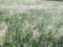 Load image into Gallery viewer, Devil&#39;sBit Scabious - 2g - Goren Farm Seeds
