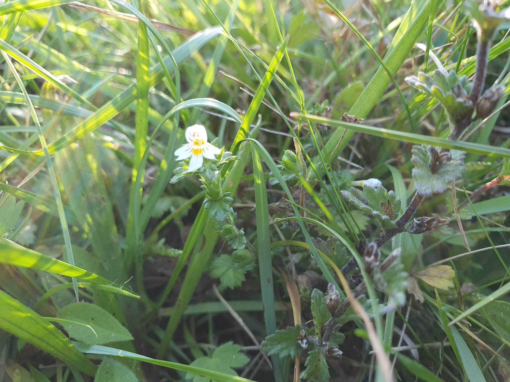 eyebright plant seeds Eyebright -0.5g
