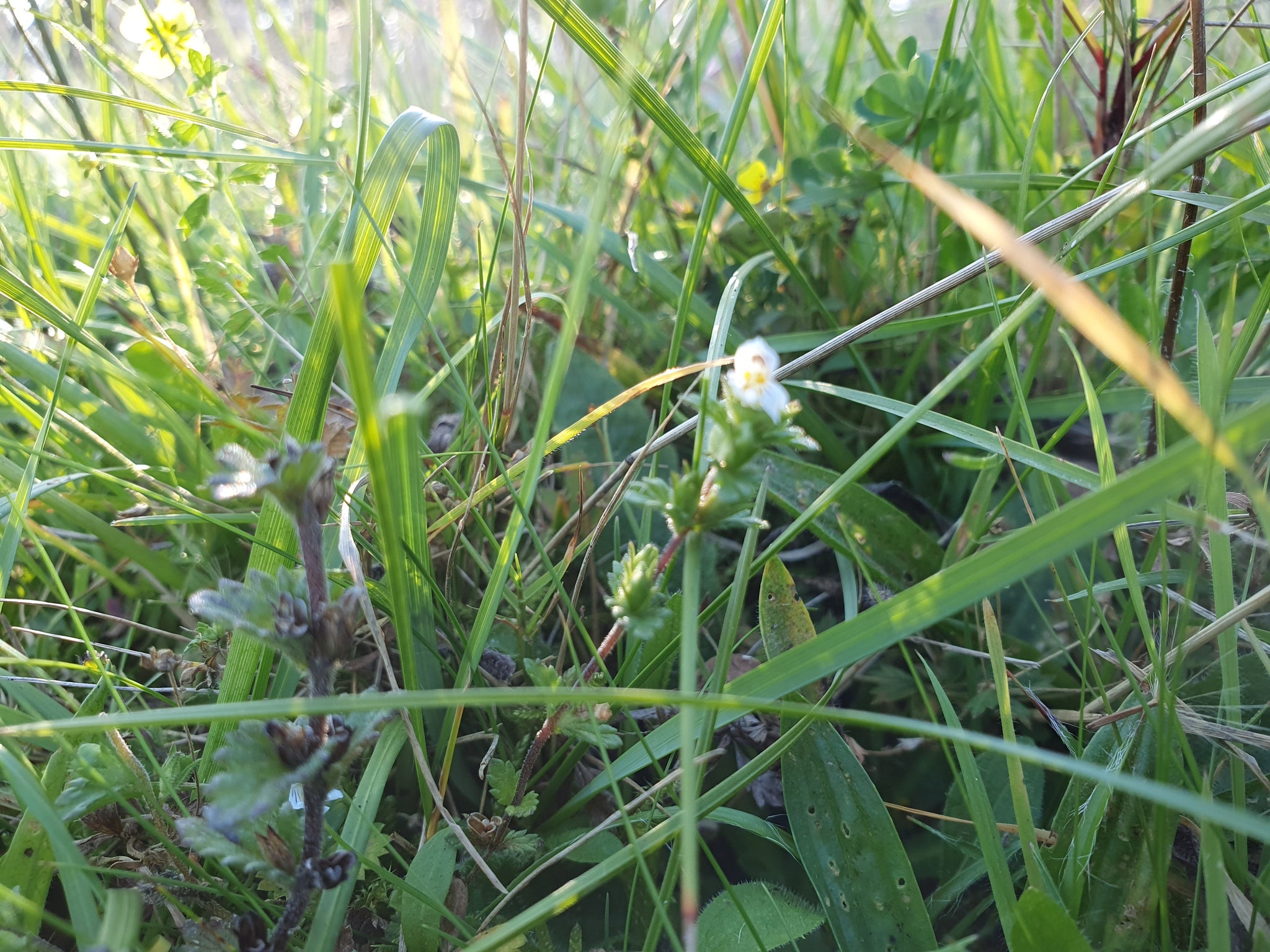 eyebright plant seeds Eyebright -0.5g