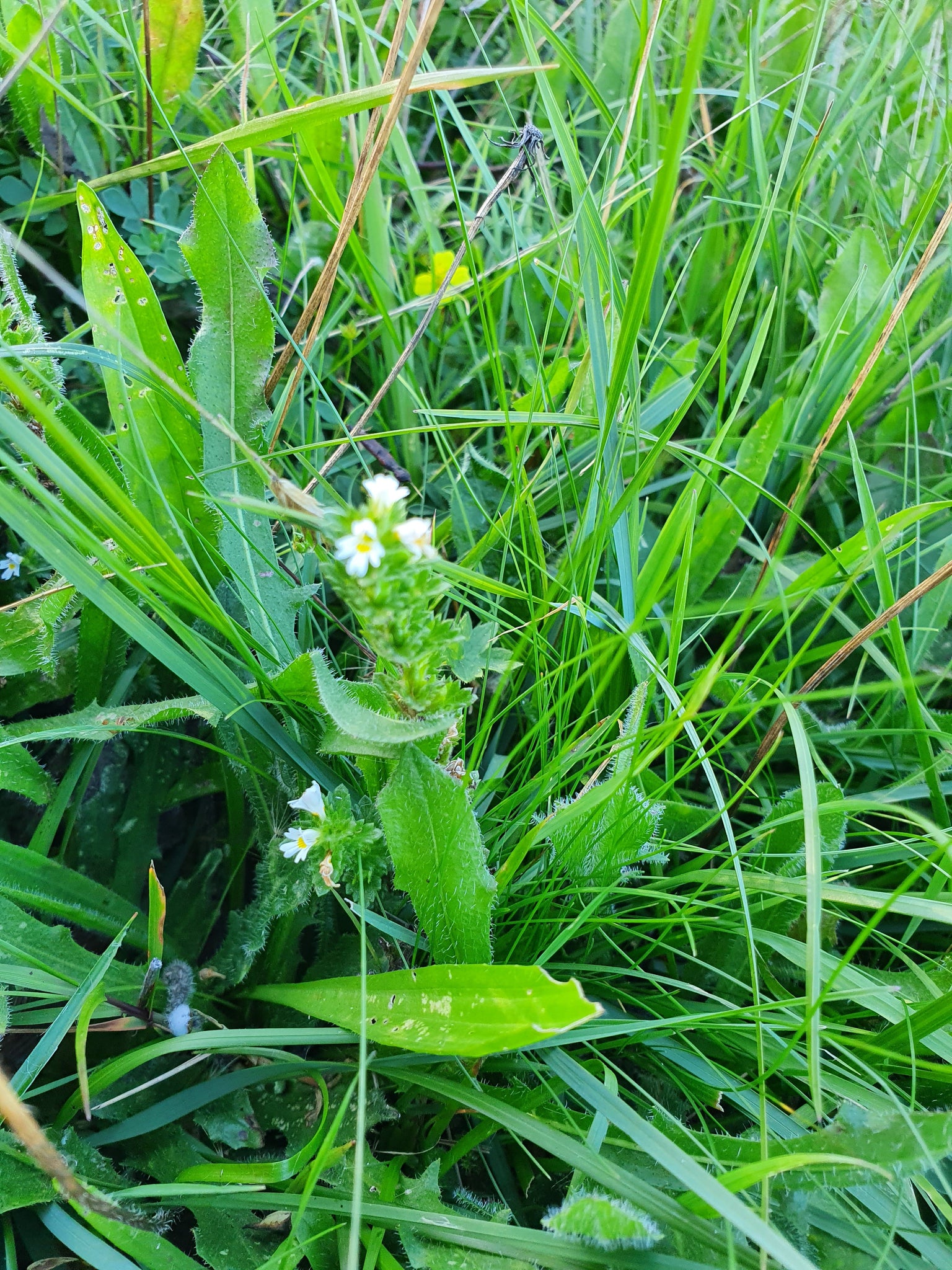 eyebright plant seeds Eyebright -0.5g