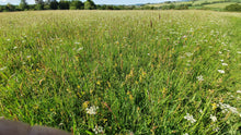 Load image into Gallery viewer, Pignut - 2g / 500 seeds - Goren Farm Seeds
