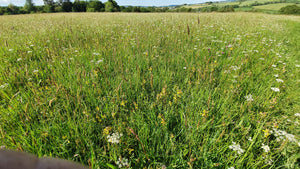 Pignut - 2g / 500 seeds - Goren Farm Seeds
