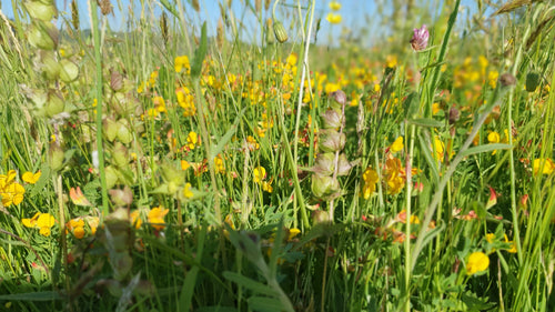 Yellow Rattle mix