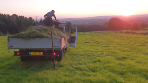 Green hay - Goren Farm Seeds