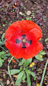 Ladybird poppy, 1g - Goren Farm Seeds