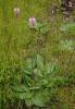 Hoary Plantain - 8g - Goren Farm Seeds