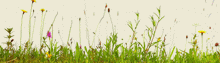 Load image into Gallery viewer, Premium Plus(+) Wildflower ONLY, no grasses. - Goren Farm Seeds

