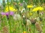 Premium Wildflower Only Mix  (no grasses) - Goren Farm Seeds