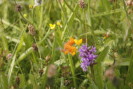 Birdsfoot Trefoil  - 2.5g - Goren Farm Seeds