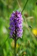 Common Spotted Orchid  - 0.2g / 200,000 seeds - Goren Farm Seeds