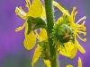 Load image into Gallery viewer, Common Agrimony - 2g - Goren Farm Seeds
