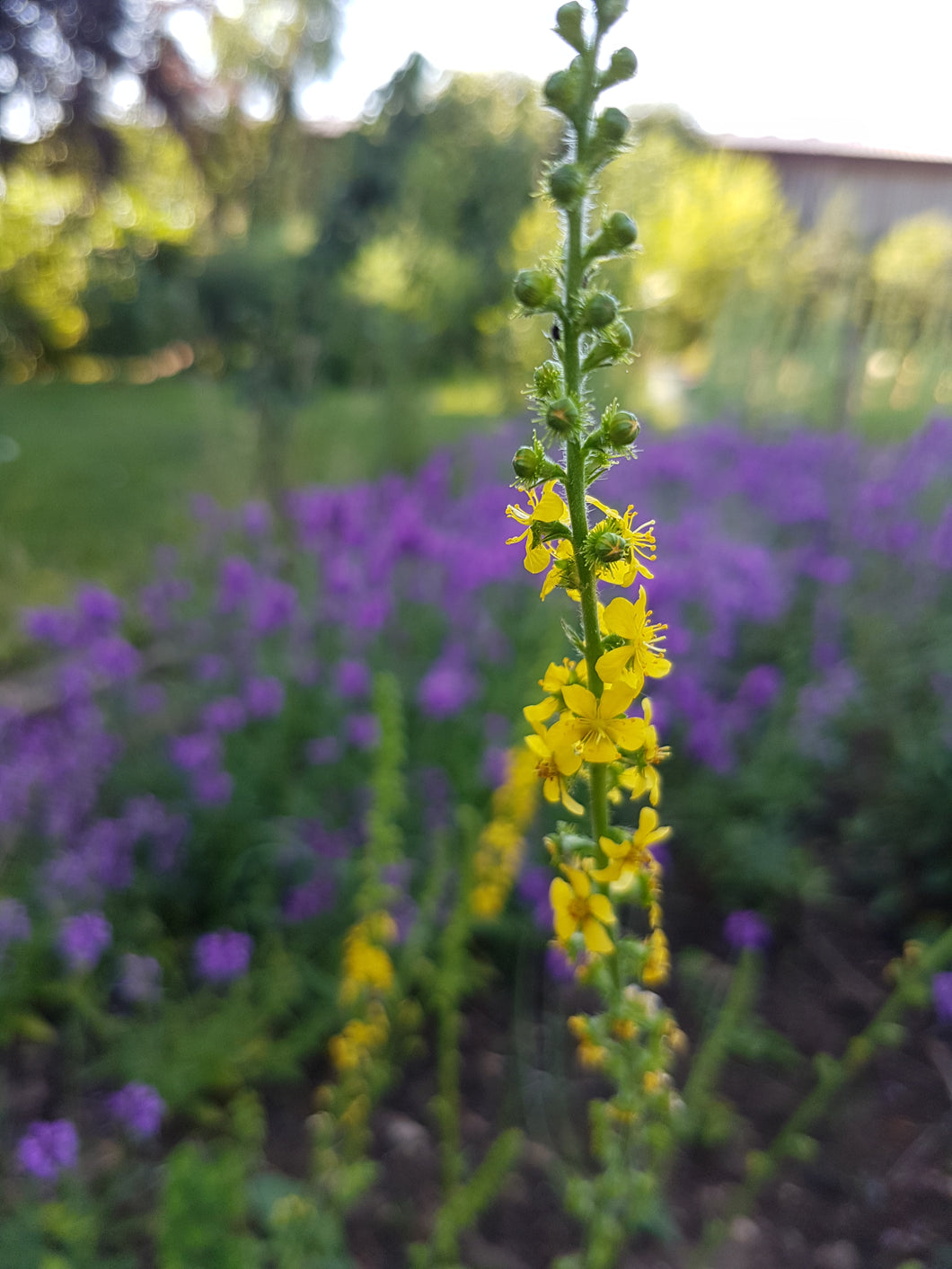 Common Agrimony - 2g - Goren Farm Seeds