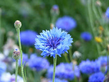 Load image into Gallery viewer, Cornflower - 8g - Goren Farm Seeds
