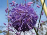 Load image into Gallery viewer, Devil&#39;sBit Scabious - 2g - Goren Farm Seeds
