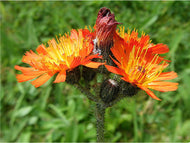 Fox & Cubs, 0.5g - Goren Farm Seeds