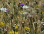Premium wildflower and grass mix - Goren Farm Seeds
