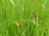 Load image into Gallery viewer, Grass Vetchling - 2g - Goren Farm Seeds
