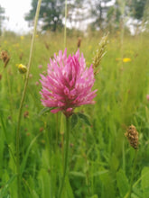 Load image into Gallery viewer, Wild Red Clover - 4g - Goren Farm Seeds
