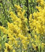 Lady's Bedstraw - 8g - Goren Farm Seeds