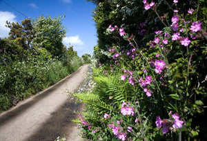 Pollinator friendly hedgerow margin mix - 20g - Goren Farm Seeds