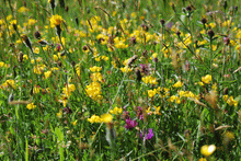 Load image into Gallery viewer, Premium Wildflower Only mix (no grasses) - Goren Farm Seeds
