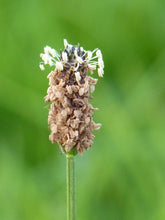 Load image into Gallery viewer, Ribwort Plantain Lanceolata - Goren Farm Seeds
