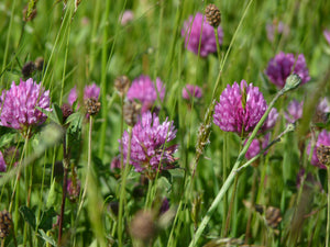 Wild Red Clover - 4g - Goren Farm Seeds