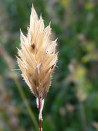 Sweet Vernal Grass, 5g - Goren Farm Seeds