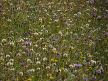 Load image into Gallery viewer, Rough Hawkbit - 5g - Goren Farm Seeds
